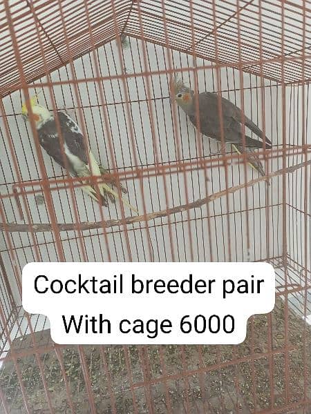 selling birds and murghay 0