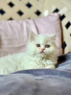 persian cats my WhatsApp number. 03255503415 0