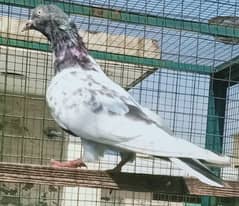 Pigeon