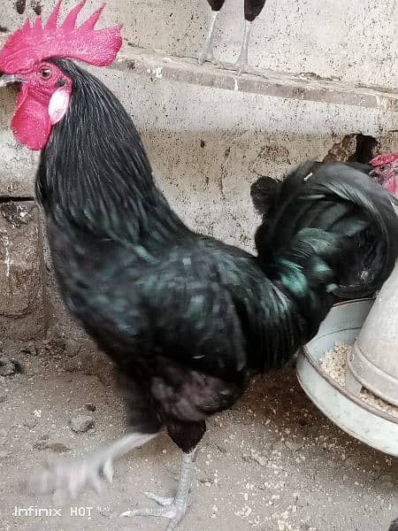 black Australorp 0