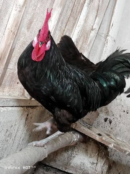 black Australorp 1