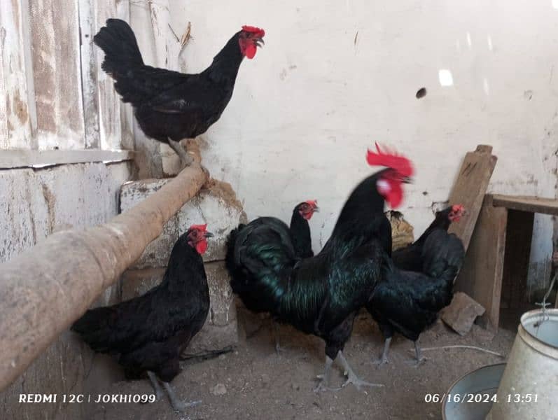 black Australorp 2