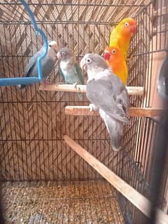 5 pc lovebirds for sale