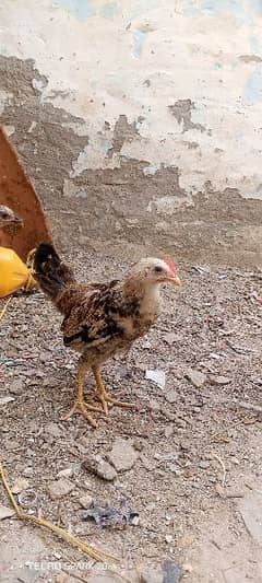 Golden Misri Chicks 2 months old