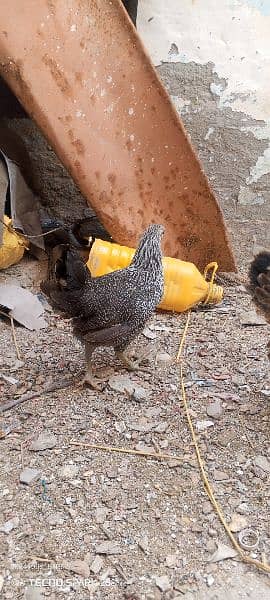 Golden Misri Chicks 2 months old 1