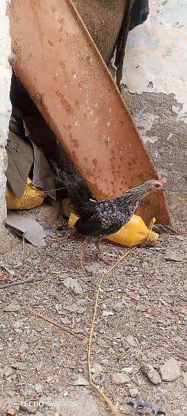 Golden Misri Chicks 2 months old 3