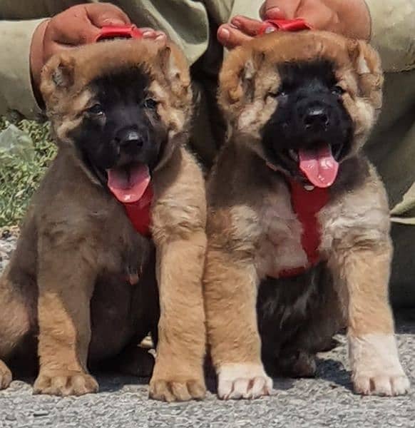 Turkish Kangal bakarwal 03338121017 0