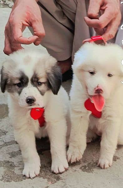 Turkish Kangal bakarwal 03338121017 4