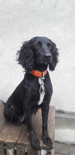 cocker spaniel pair