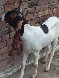 Sindhi Bakri 0