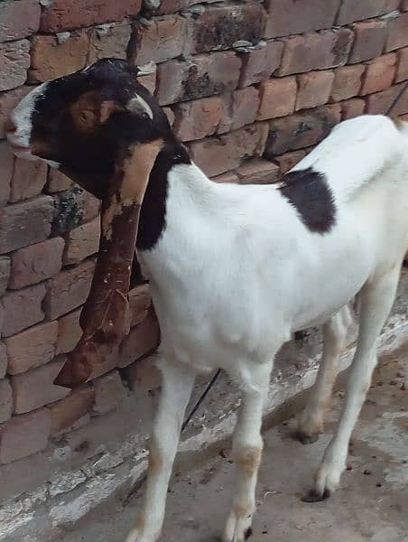 Sindhi Bakri 0