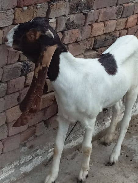 Sindhi Bakri 1