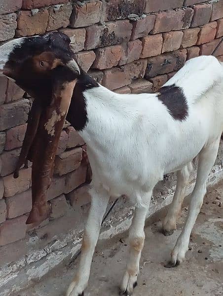 Sindhi Bakri 2