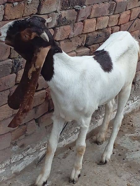 Sindhi Bakri 3