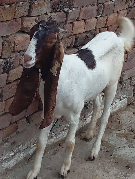 Sindhi Bakri 4