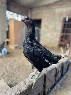 black dragon pur female for sale