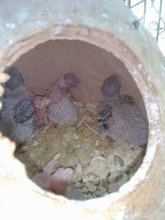 budgie parrot set pair with five chicks and cage sale