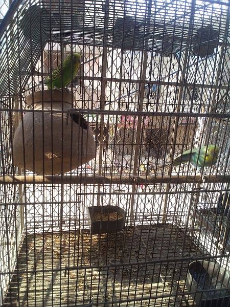 budgie parrot set pair with five chicks and cage sale 4