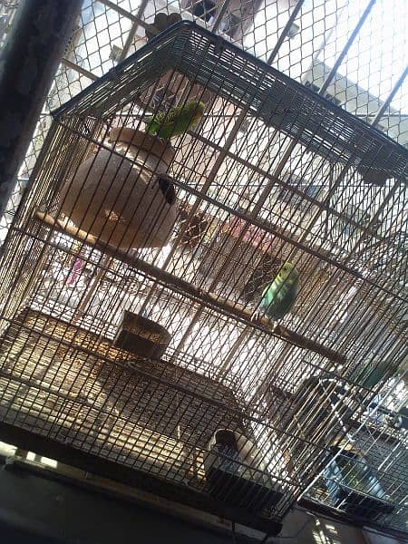 budgie parrot set pair with five chicks and cage sale 5