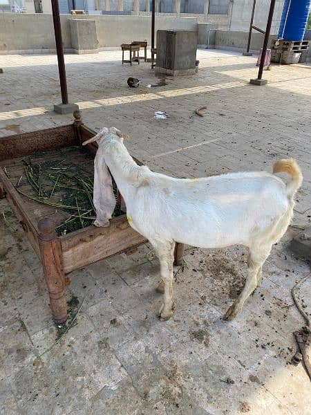 gulabi bakra 7 to 8 months old 0