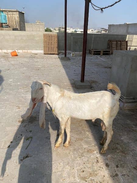 gulabi bakra 7 to 8 months old 1