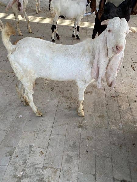 gulabi bakra 7 to 8 months old 2