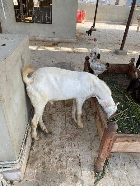 gulabi bakra 7 to 8 months old 3