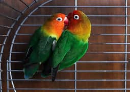 Fisher lovebird 2 pairs