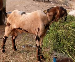 bakra