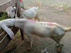 bakra