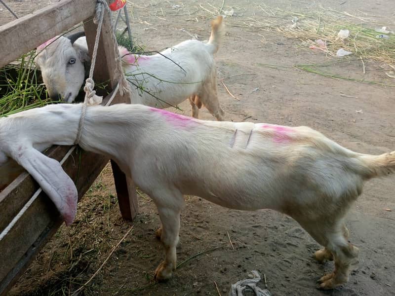 bakra || bakri || goat || بکرے  ||  for sale 0