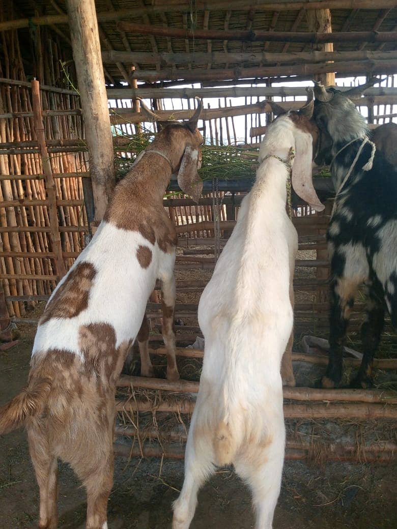 bakra || bakri || goat || بکرے  ||  for sale 4