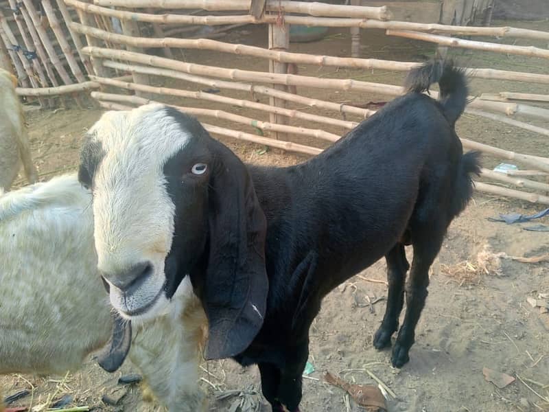 bakra || bakri || goat || بکرے  ||  for sale 6