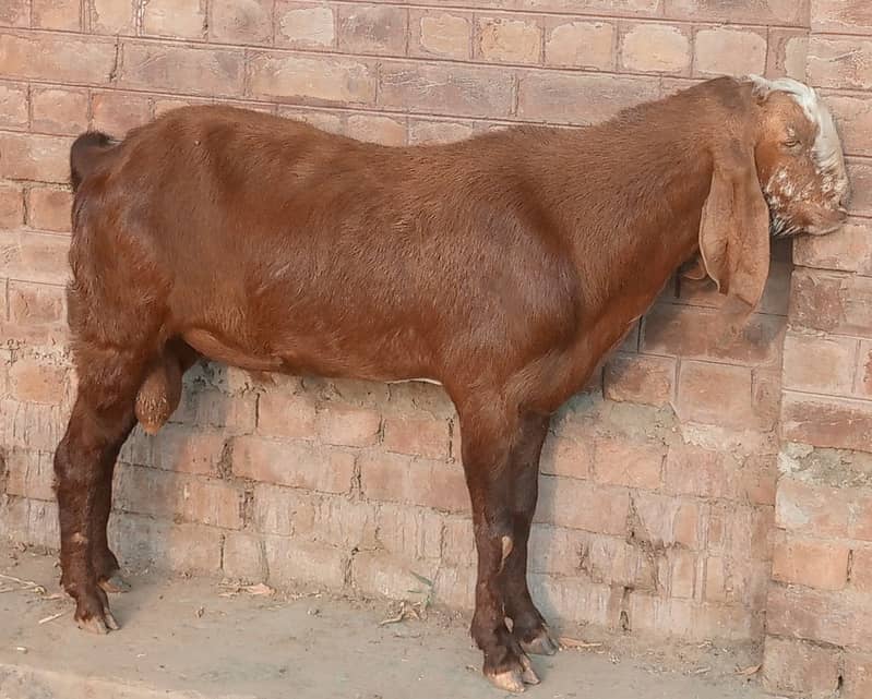 bakra || bakri || goat || بکرے  ||  for sale 8