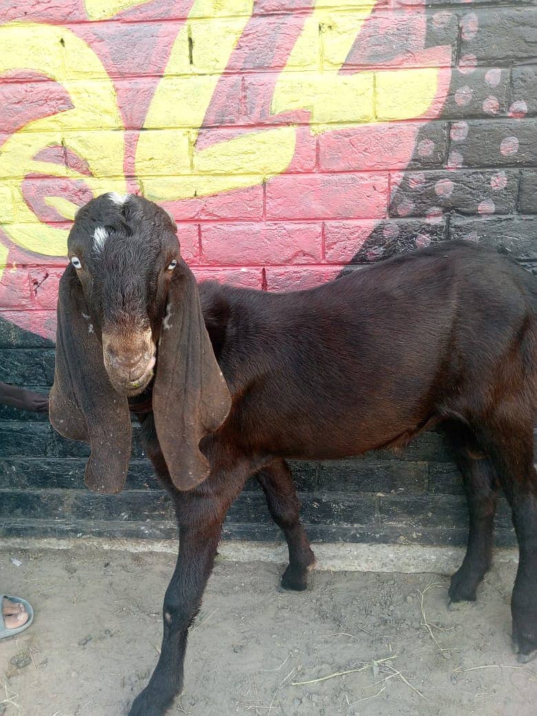 bakra || bakri || goat || بکرے  ||  for sale 10