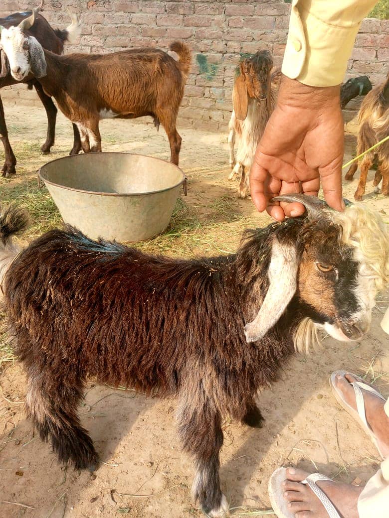 bakra || bakri || goat || بکرے  ||  for sale 11