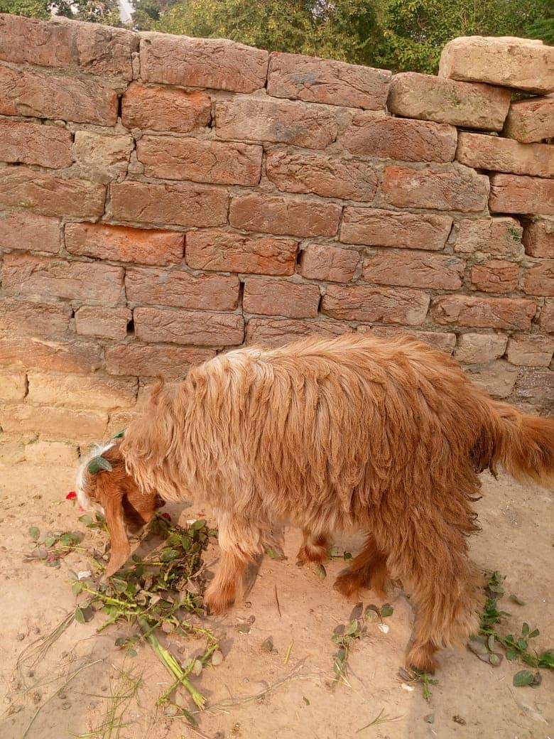 bakra || bakri || goat || بکرے  ||  for sale 12