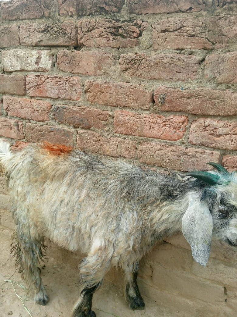 bakra || bakri || goat || بکرے  ||  for sale 13