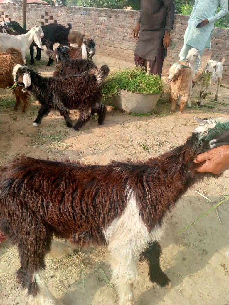 bakra || bakri || goat || بکرے  ||  for sale 14