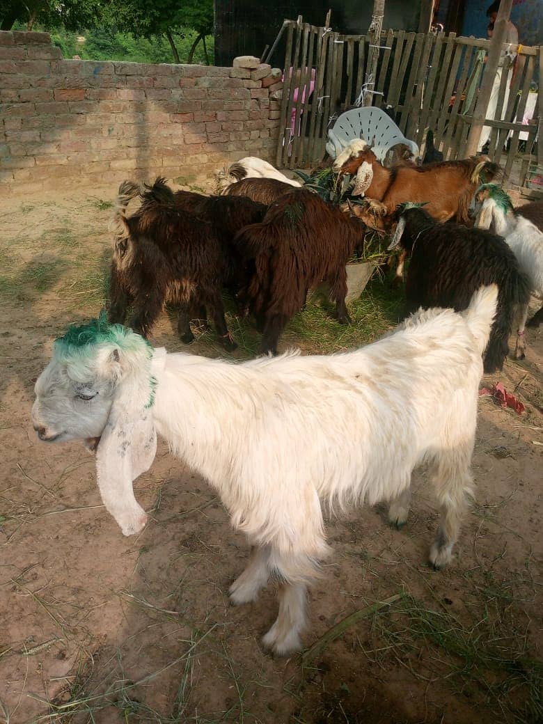 bakra || bakri || goat || بکرے  ||  for sale 15