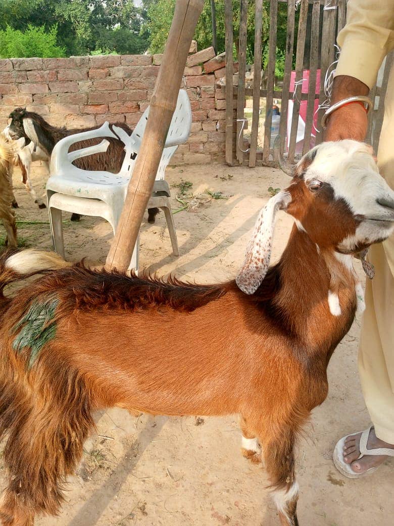 bakra || bakri || goat || بکرے  ||  for sale 16