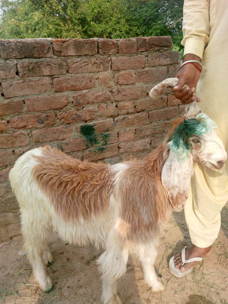 bakra || bakri || goat || بکرے  ||  for sale 17