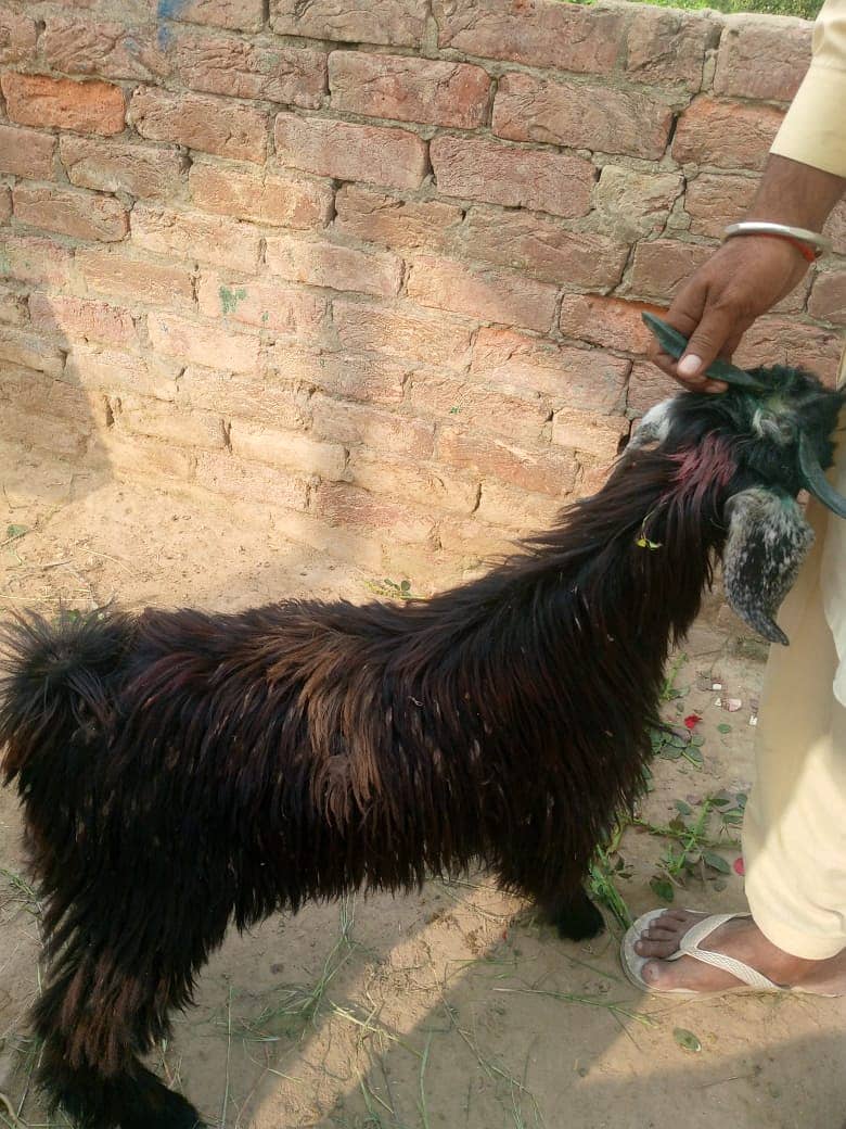 bakra || bakri || goat || بکرے  ||  for sale 18