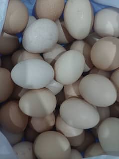 organic Eggs