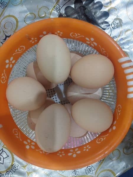 organic Eggs 1