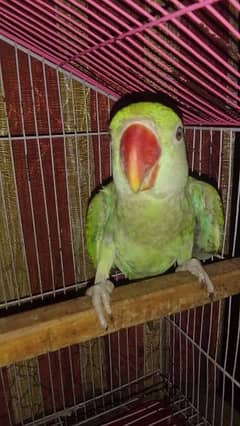 Parrot raw