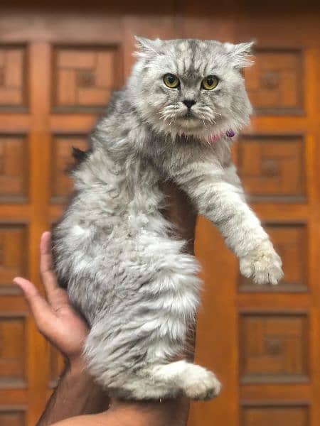 Persian hamalian british punch face piki face cat's and kitten's 16