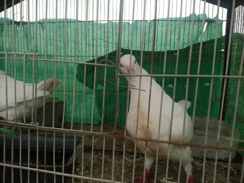 King pigeons for sale 0