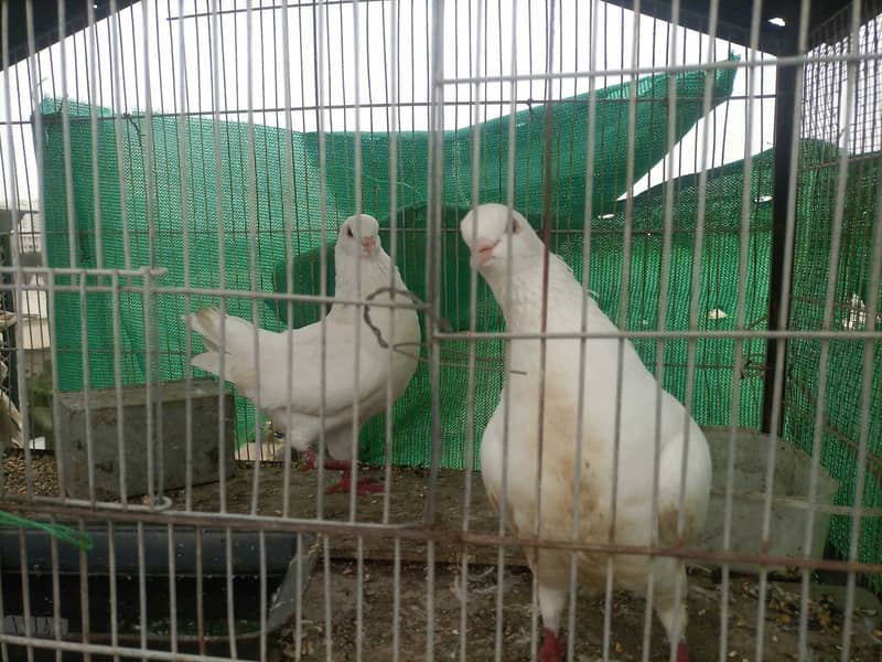 King pigeons for sale 2