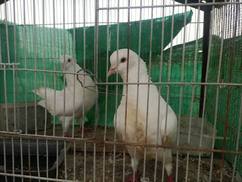 King pigeons for sale 3